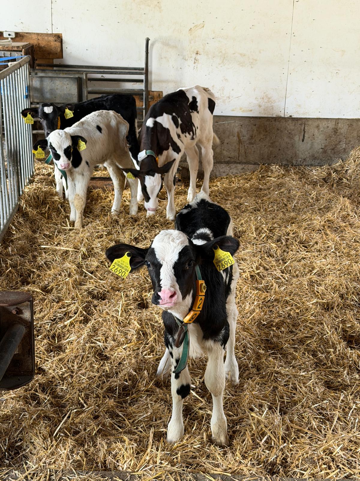Landwirtschaft – Hansis Lohnteam Muotathal